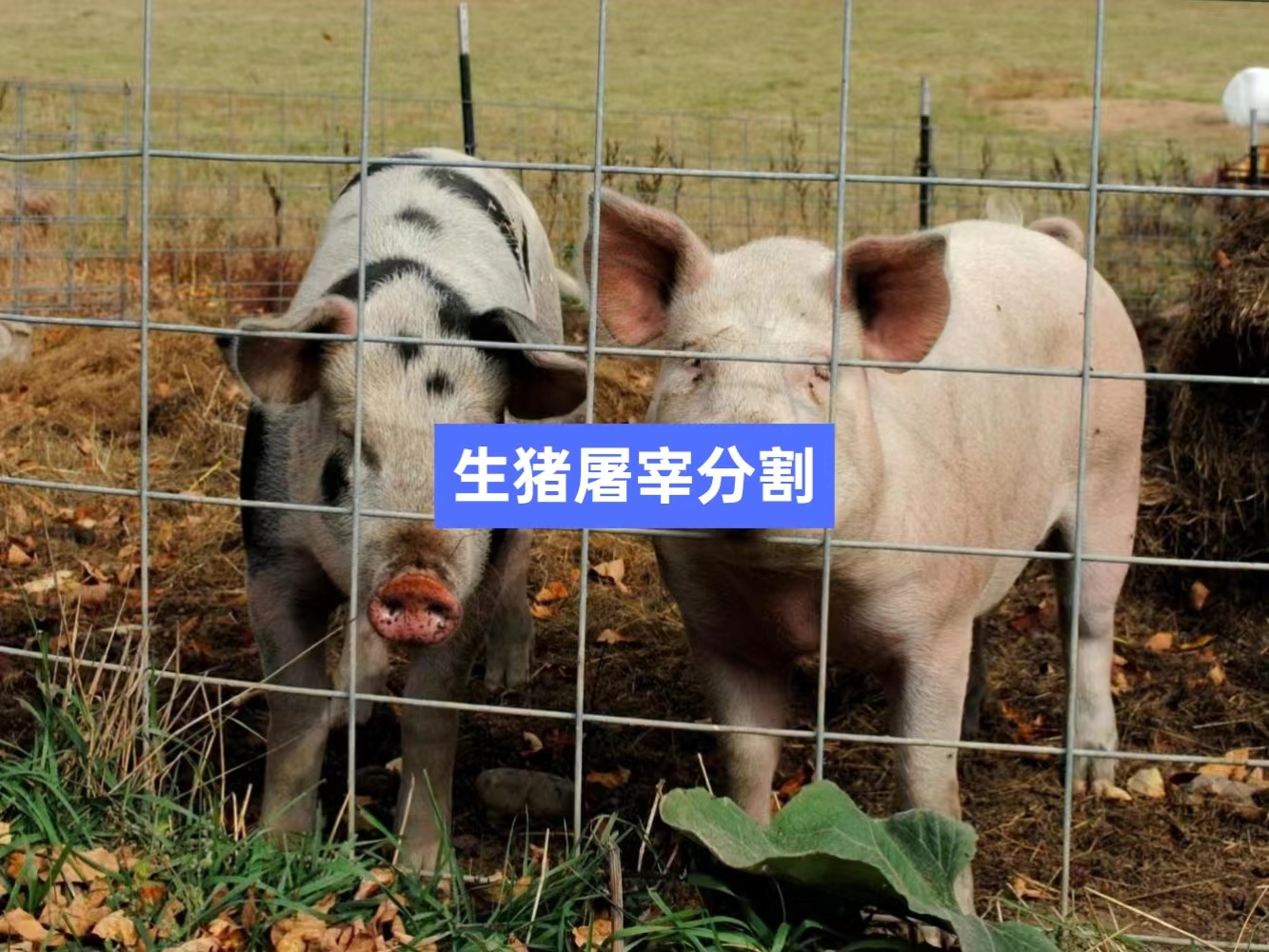 生豬屠宰分割信息化管理軟件系統(tǒng)_肉聯(lián)廠屠宰場管理系統(tǒng)_屠宰追溯管理系統(tǒng)_mes生產(chǎn)管理系統(tǒng)_wms倉儲管理系統(tǒng)